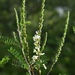 Eysenhardtia texana - Photo 由 Aidan Campos 所上傳的 (c) Aidan Campos，保留部份權利CC BY-NC