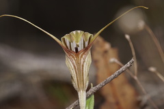 Pterostylis hamiltonii