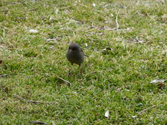 Junco vulcani