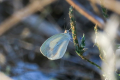 Eurema daira eugenia