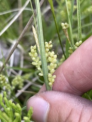 Carex aurea