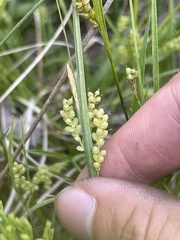 Carex aurea