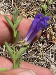 Scutellaria angustifolia
