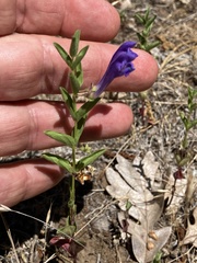Scutellaria angustifolia