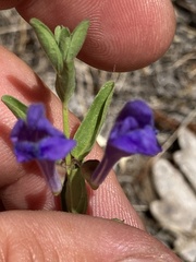 Scutellaria angustifolia