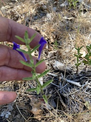 Scutellaria angustifolia