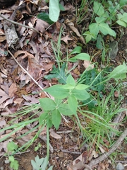 Silene stellata