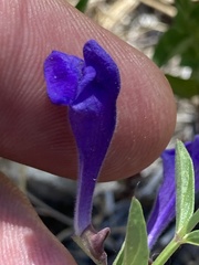 Scutellaria angustifolia