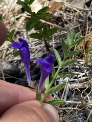 Scutellaria angustifolia