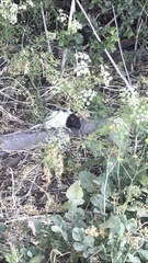 Rattus norvegicus domestica