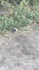 Rattus norvegicus domestica