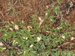 Passiflora karwinskii
