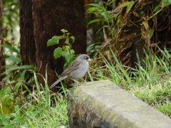 Junco vulcani