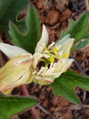 Passiflora karwinskii