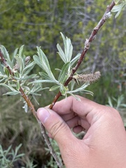 Salix candida