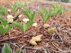Passiflora karwinskii