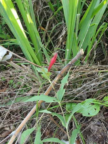 Spigelia image