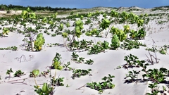 Calotropis