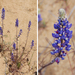 Spider Lupine - Photo (c) Claire Woods, some rights reserved (CC BY-NC-ND)