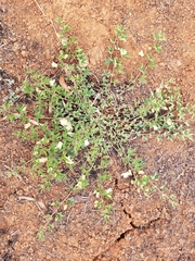 Passiflora karwinskii