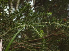 Acacia verticillata