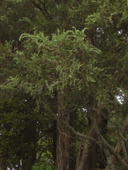 Acacia verticillata