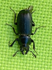 Platycerus marginalis