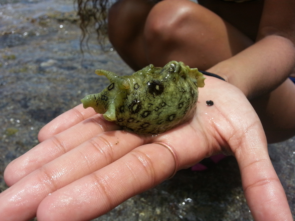 Photo of Spotted sea hare (Aplysia dactylomela)
