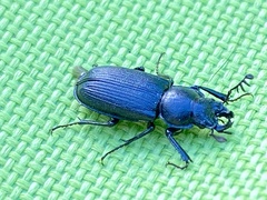 Platycerus marginalis