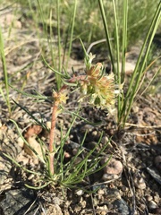 Ipomopsis spicata spicata
