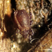Nothridae - Photo (c) pmbrousseau, algunos derechos reservados (CC BY-NC), subido por pmbrousseau