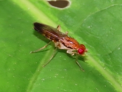 Clusia lateralis