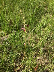 Tephrosia onobrychoides