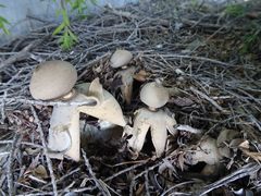 Geastrum fornicatum