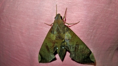Pachylia ficus