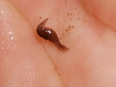 Planaria