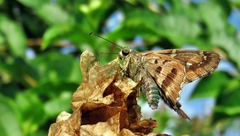 Lepidoptera