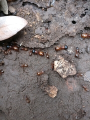 Camponotus sansabeanus