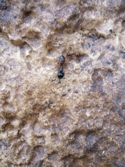 Camponotus sansabeanus