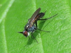 Rhaphium melampus