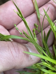 Carex cumberlandensis