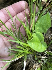 Carex cumberlandensis