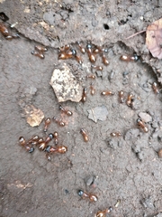 Camponotus sansabeanus