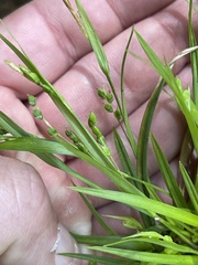 Carex cumberlandensis