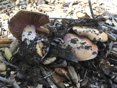 Cortinarius lilaciotinctus