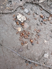 Camponotus sansabeanus