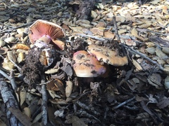 Cortinarius lilaciotinctus