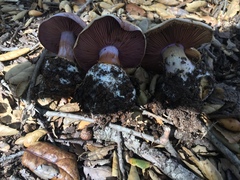Cortinarius lilaciotinctus