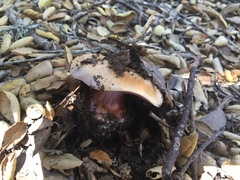 Cortinarius lilaciotinctus