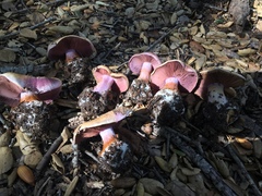 Cortinarius lilaciotinctus